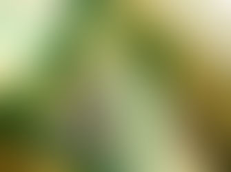 No Flattie restocks for Tuross while other fishing havens enjoy new Narooma spat