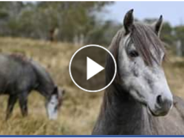 Brumbies Bill To Protect Iconic Kosciuszko Wild Horses and approved horse riding in four national pa