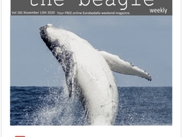 Beagle Weekender of November 13th 2020