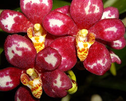 Native Orchid Show @ Batemans Bay Soldiers Club Oct 20th and 21st