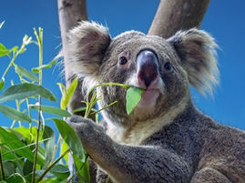 Local Koala Recovery Strategy Challenges Our Willingness to Act