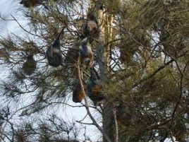 Eurobodalla’s flying fox season over