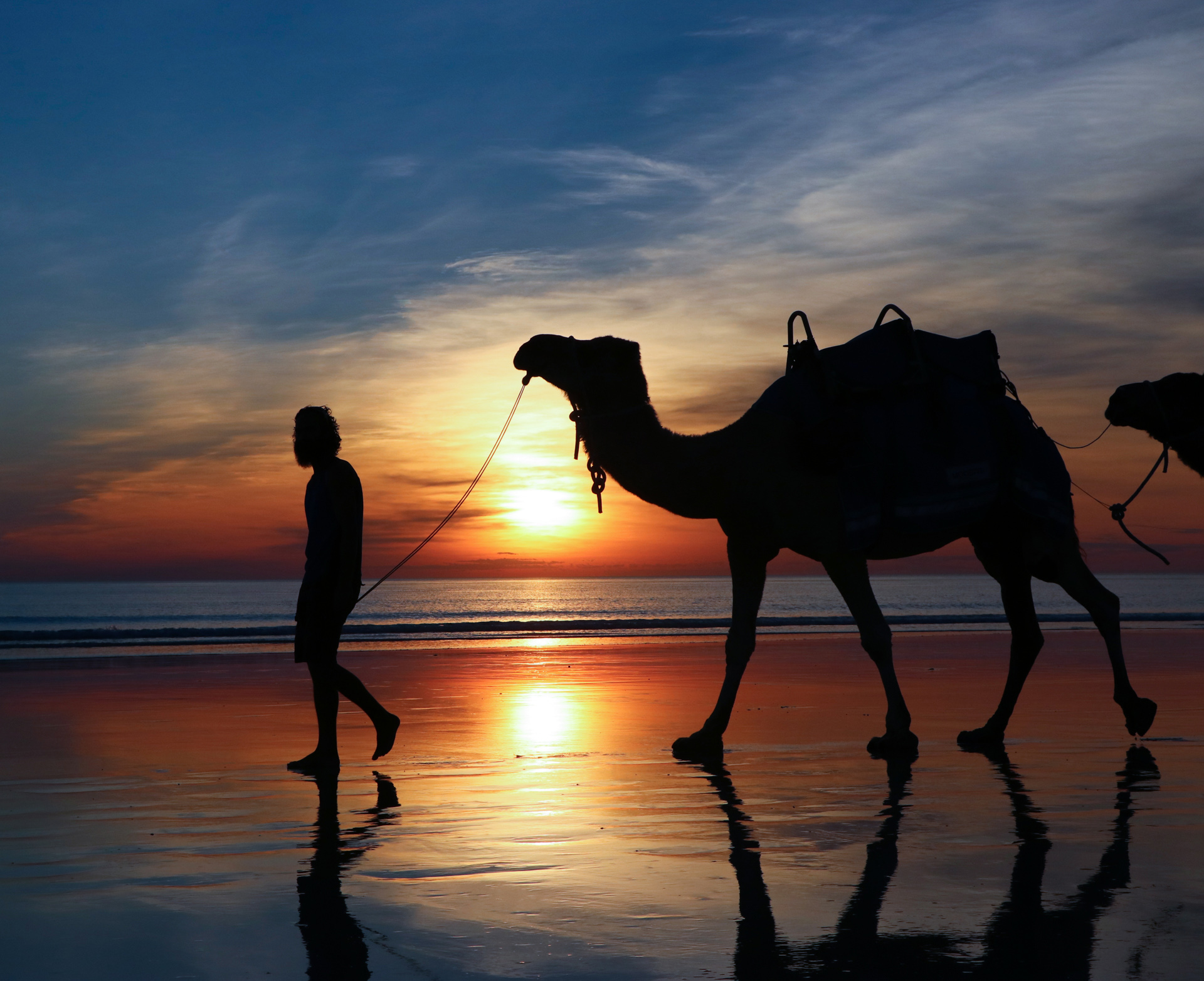 Camels at Sunset
