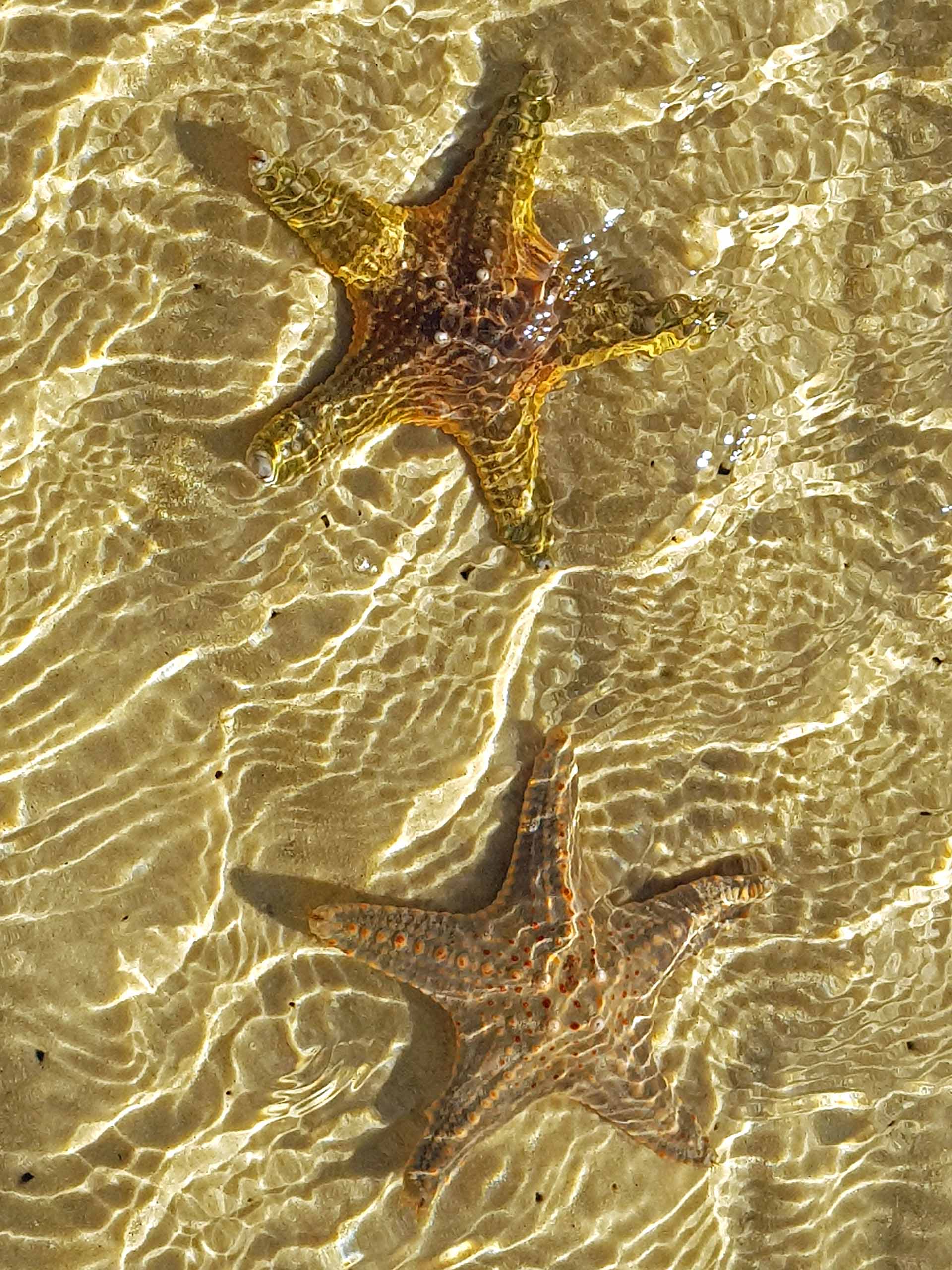 Silver-Jeanette Robben-Stars in the sand