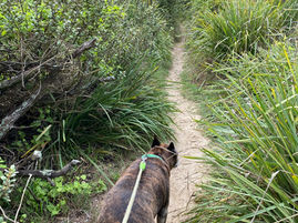 Timeshare dog beaches back in effect