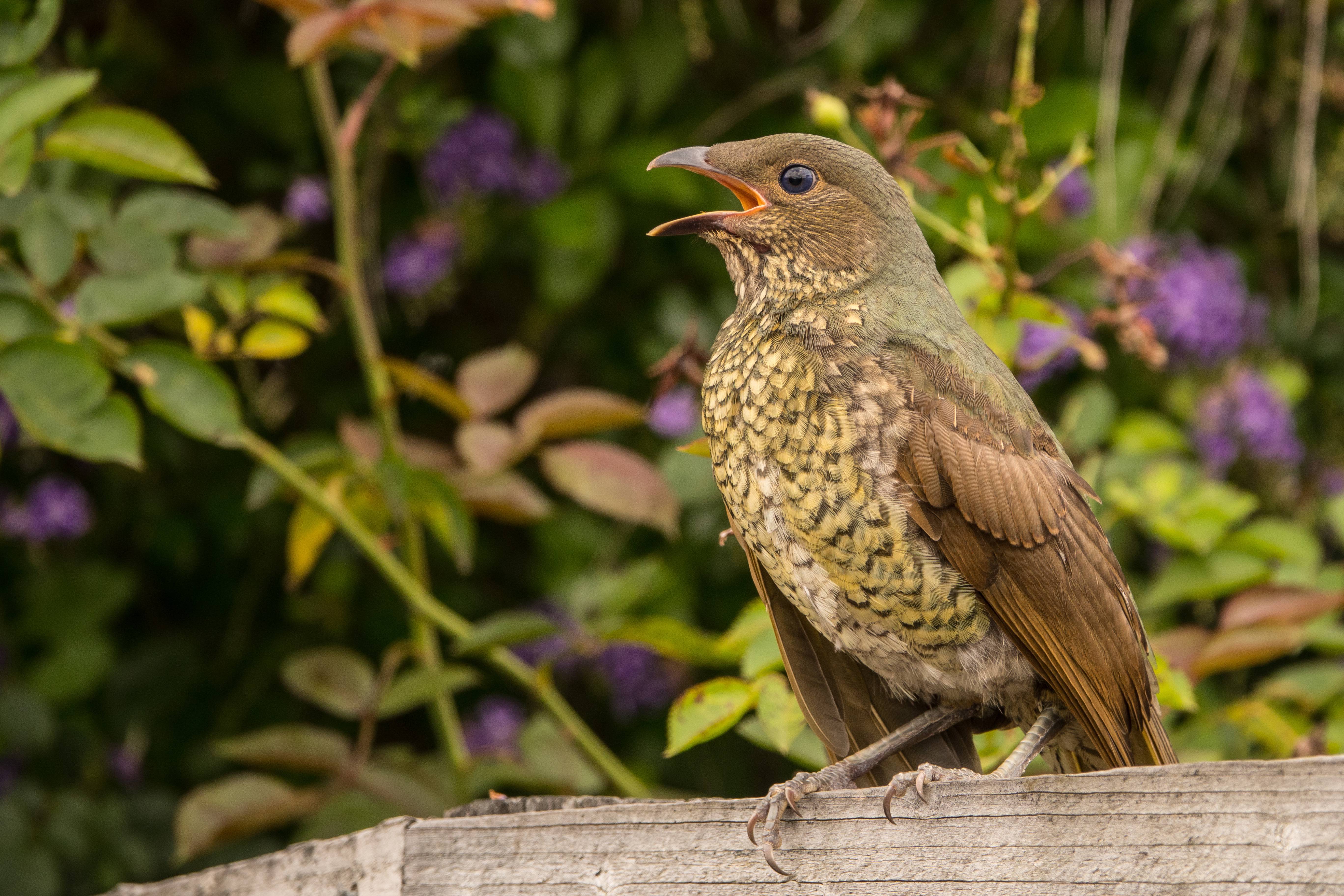 Satin Bowerbird Anne Brown