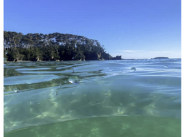 Beagle Weekender of January 21st 2022 OUT NOW