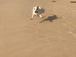 Dogs visiting the shire's timeshare beaches can enjoy 24 hour access from Monday May 1st