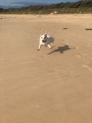 Dogs visiting the shire's timeshare beaches can enjoy 24 hour access from Monday May 1st