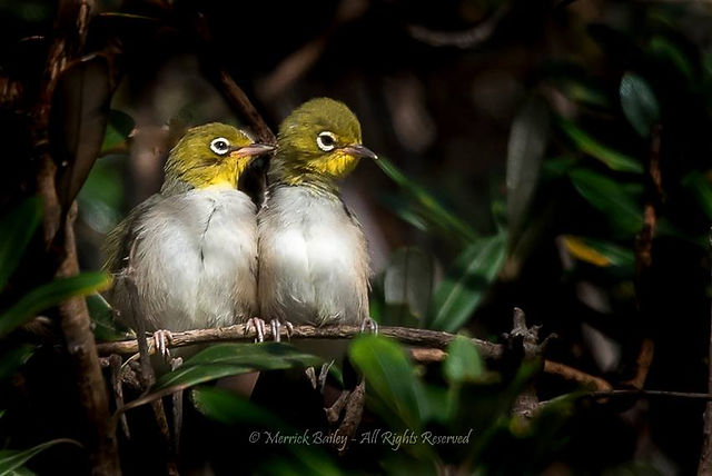 Silvereyes