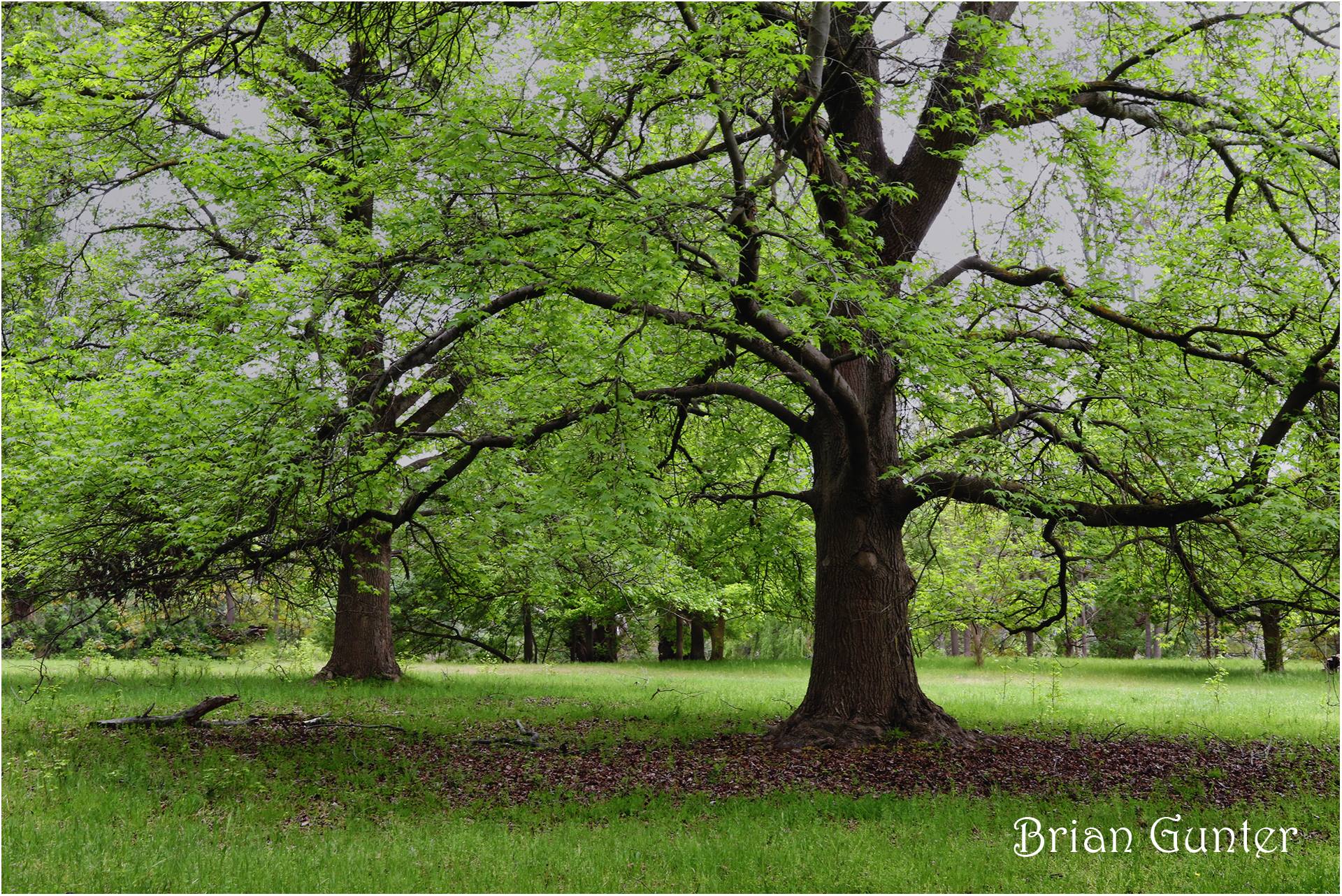 Brian Gunter -Greenfields