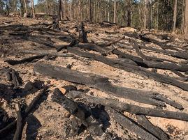 Corunna Logging Confirms Loss of Social Licence