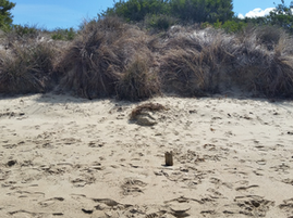 Information From Council About Dune Weed Control On Tomakin Beaches