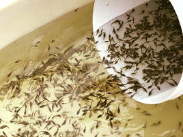 More Flatties Stocked! This time in Burrill Lake