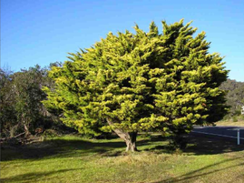 Memorial avenue for Dalmeny Kianga