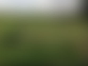 Landholders commended on noxious weed response