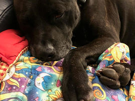 Changes to Companion Animals Legislation