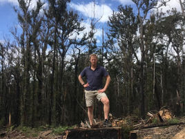 Forestry Corporation restarts logging on NSW South Coast against EPA advice