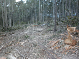 EPA asked to intercede in Corunna logging