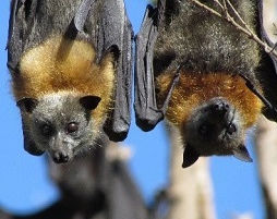 Bats fly in for flowering gums