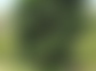 Tree numbers to grow in Bay CBD