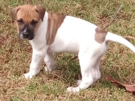 AWL Eurobodalla - Weekly Animal Update