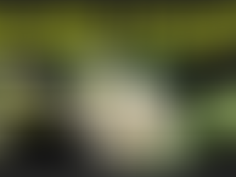 Eurobodalla Orchid Club next meeting July 4th