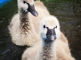 WIRES Workshop in BBay August 12th