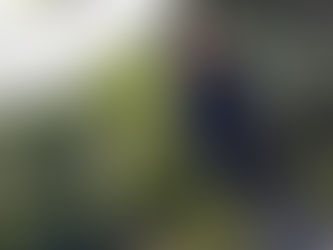 Eurobodalla on the verge of street-side gardens