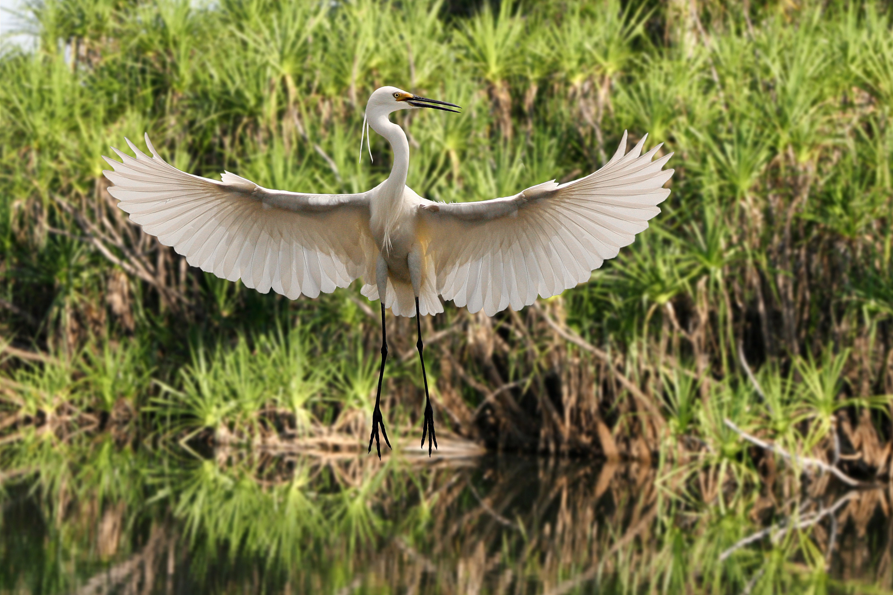 Dancing Egret - Brian Gunter