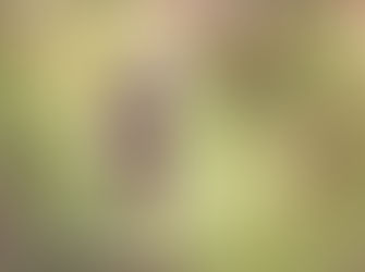 September 7 is National Threatened Species Day