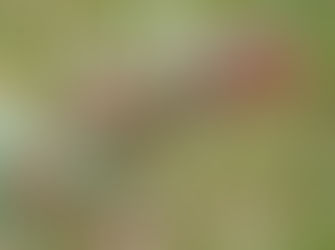 Cotoneaster, it’s time to go!