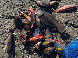 Illegal Fishers caught out in Batemans Marine Park