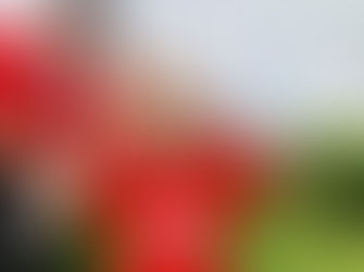 Broulee Runners April 1st 2020