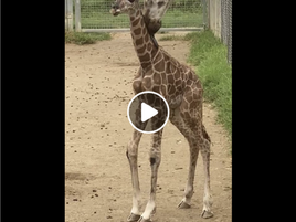 New baby giraffe for Mogo Wildlife Park