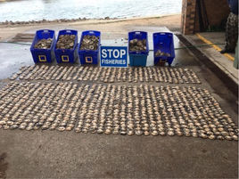 $9,000 worth of abalone seized from alleged syndicate