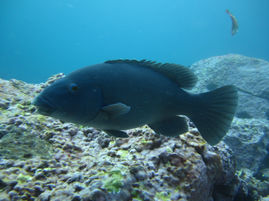 Bermagui man has been fined for spearing and filleting an Eastern Blue Groper