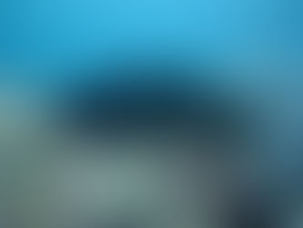 Bermagui man has been fined for spearing and filleting an Eastern Blue Groper