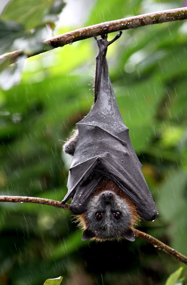 Flying foxes in trouble in state’s north