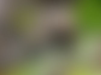 South Coast locals invited to contribute their wildlife sightings