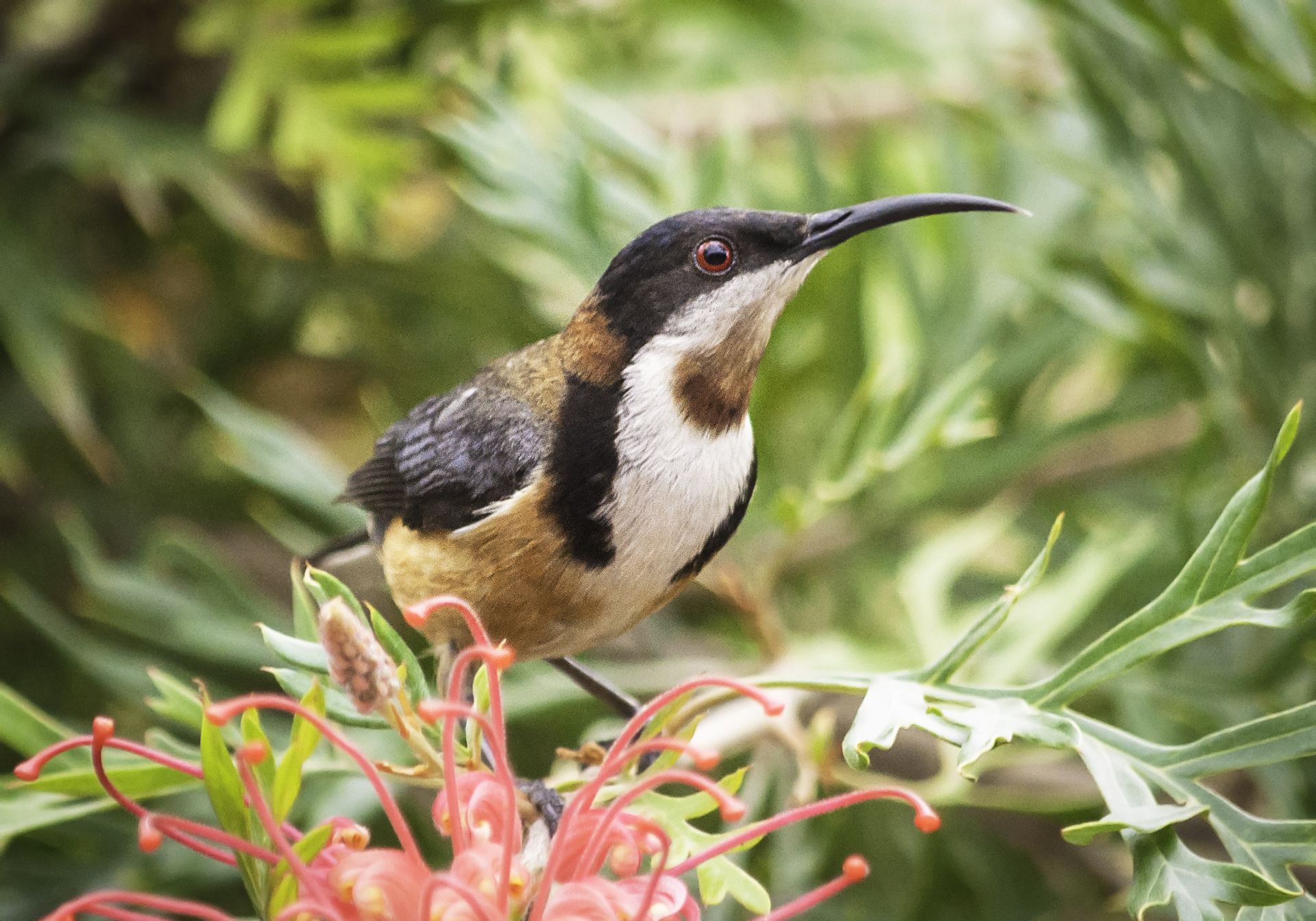 Eastern Spinebill