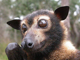 Flying-fox management report released