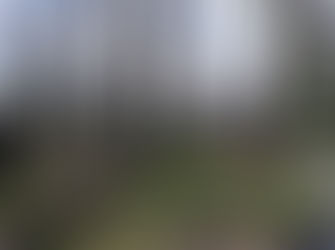 Koala recovery possible but on knife edge, local report finds