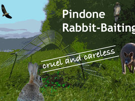 Have Council thought through their use of Pindone and the consequences to our environment