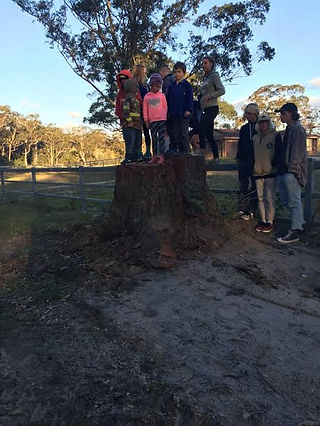 These stumps were trees felled last holidays