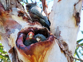 Science Week at Eurobodalla Regional Botanic Garden