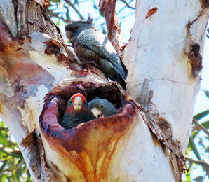 Science Week at Eurobodalla Regional Botanic Garden