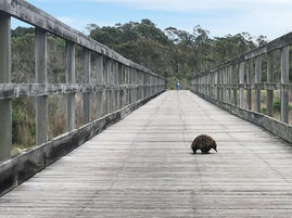 Submissions regarding development at Lake Coila close July 16th