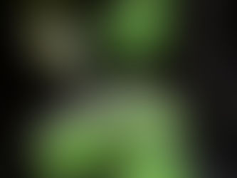 Fungi Photographers of Far South Coast