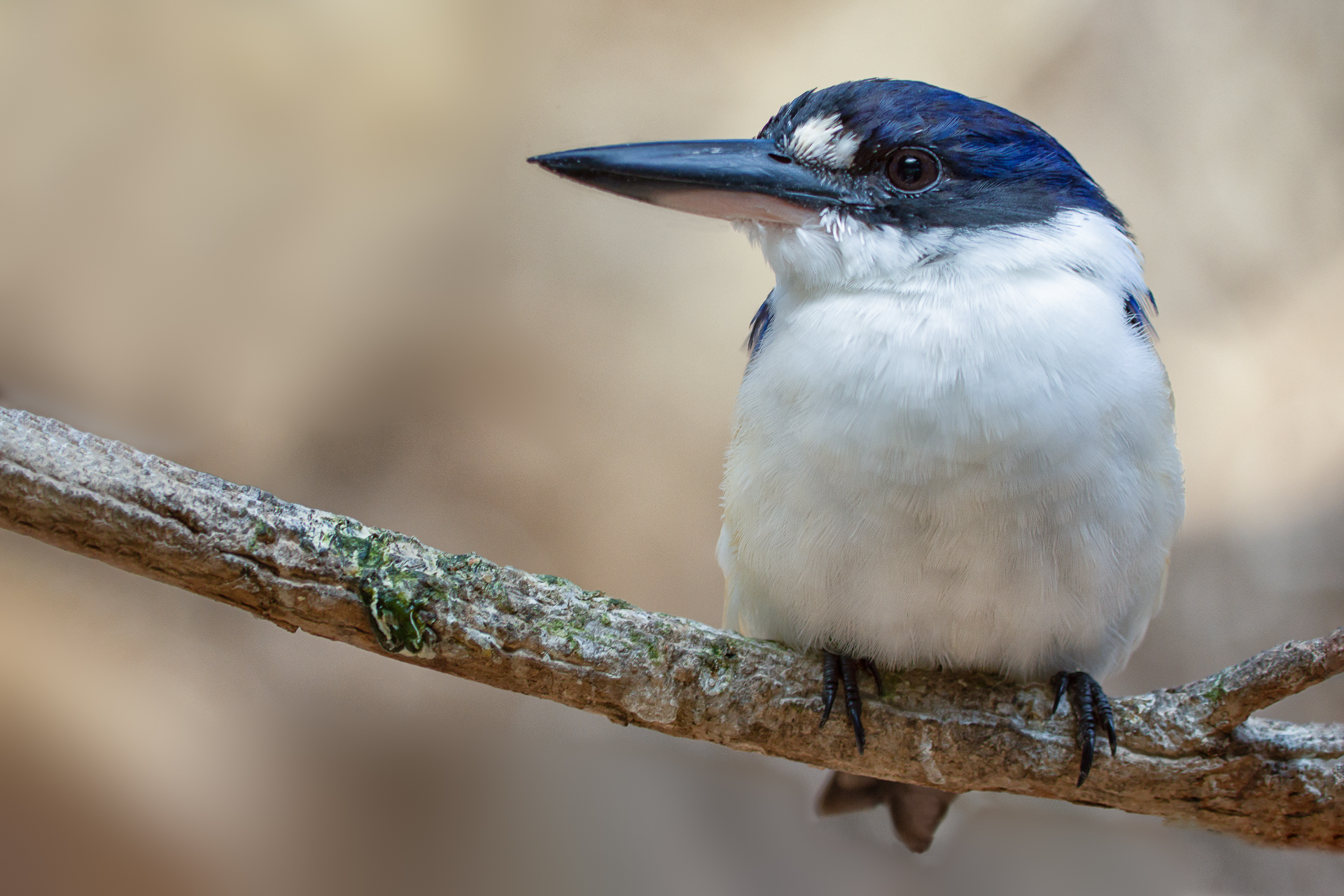 Forest Kingfisher- Dave Kemp